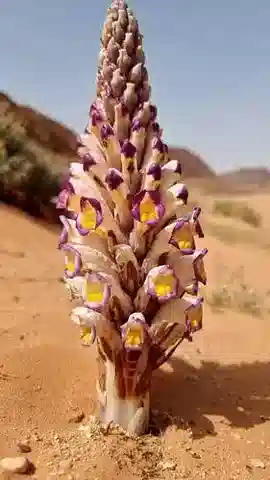 نبات الزهرة الصحراوية violacea في بيئته الطبيعية