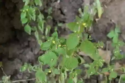 نبات اللِندنبرجيا indica في بيئته الطبيعية