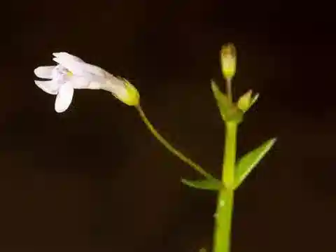 نبات اللِندِرنيا parviflora في بيئته الطبيعية