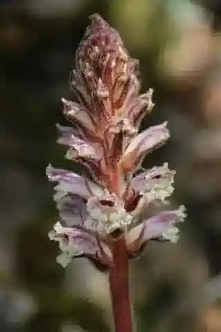 نبات عُلوق الجراد aegyptiaca في بيئته الطبيعية