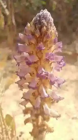 نبات عُلوق الجراد cernua في بيئته الطبيعية