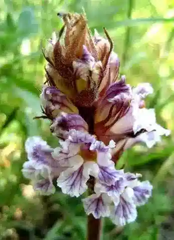 نبات عُلوق الجراد crenata في بيئته الطبيعية
