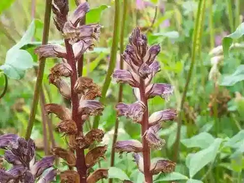 نبات عُلوق الجراد minor في بيئته الطبيعية