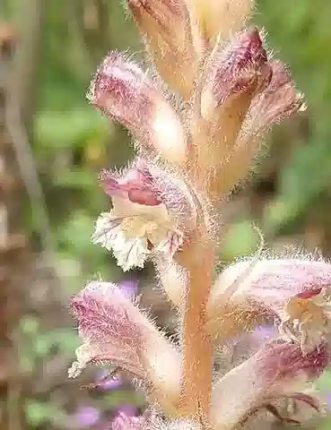 نبات عُلوق الجراد pubescens في بيئته الطبيعية