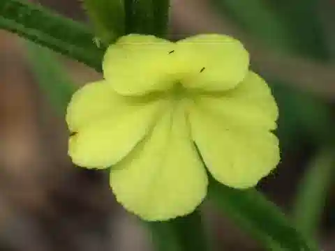 نبات الشَّريكة asiatica في بيئته الطبيعية