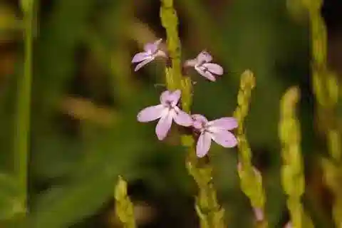نبات الشَّريكة gesnerioides في بيئته الطبيعية