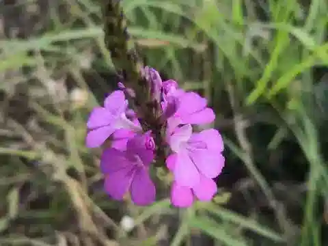 نبات الشَّريكة hermonthica في بيئته الطبيعية