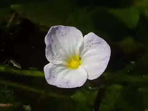 نبات الأوتيليا شبيهة لسان الماء في بيئته الطبيعية