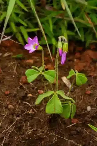 نبات الحماض anthelmintica في بيئته الطبيعية