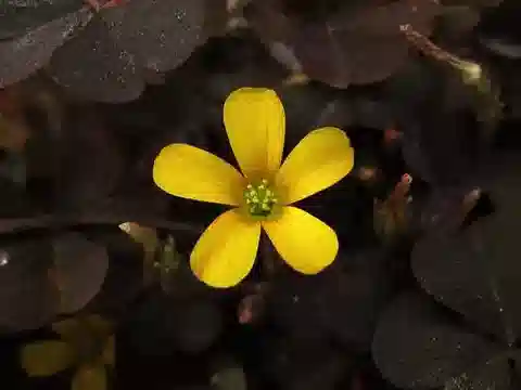 نبات الحماض corniculata في بيئته الطبيعية