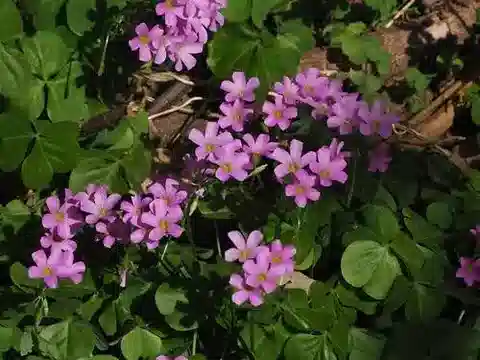 نبات الحماض debilis في بيئته الطبيعية