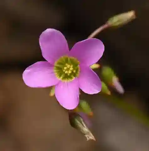 نبات الحماض latifolia subsp. latifolia في بيئته الطبيعية