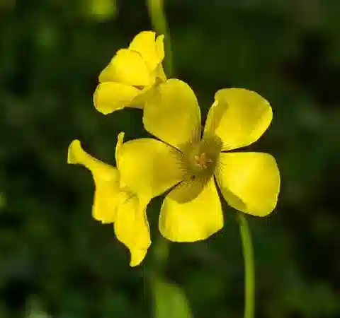 نبات الحماض pes-caprae var. pes-caprae في بيئته الطبيعية