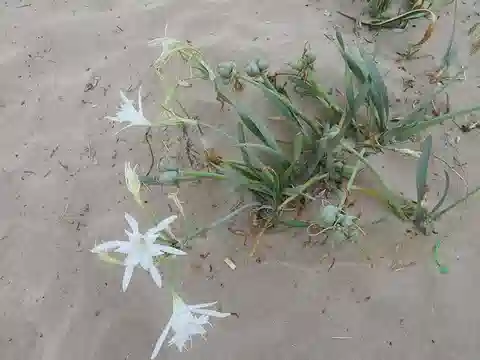 نبات زَنْبَق البحر في بيئته الطبيعية