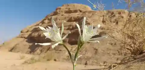 نبات البانكراتيوم العربي في بيئته الطبيعية