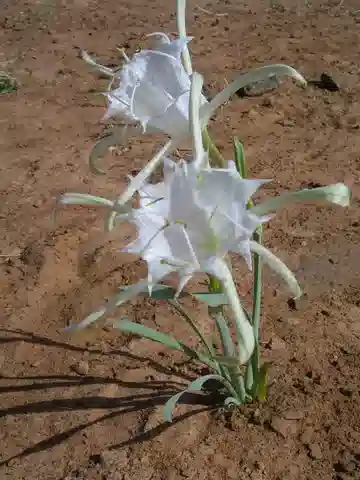 نبات البانكراتيوم ثلاثي الأزهار في بيئته الطبيعية