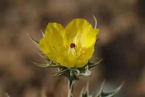 نبات الأرغيمون mexicana في بيئته الطبيعية