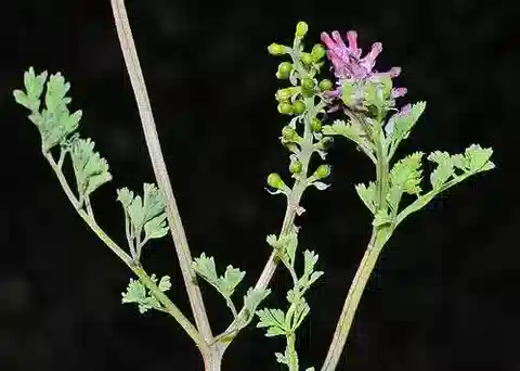 نبات الشاهترج bracteosa في بيئته الطبيعية