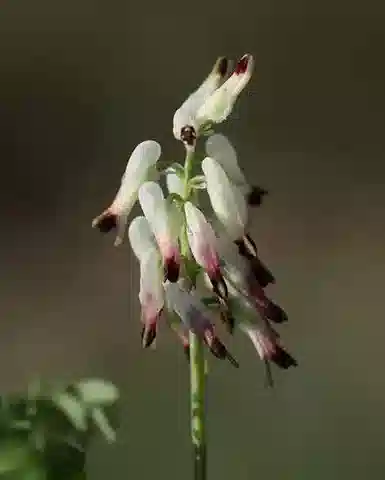 نبات الشاهترج capreolata subsp. capreolata في بيئته الطبيعية