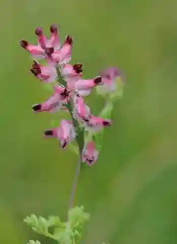 نبات الشاهترج densiflora في بيئته الطبيعية