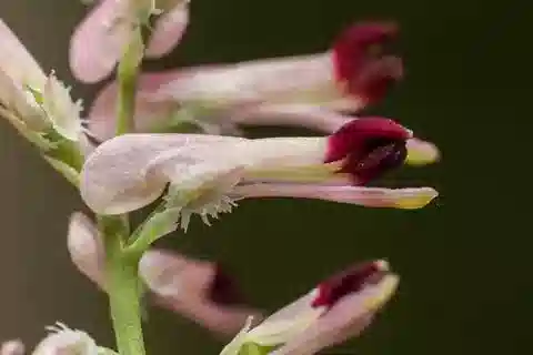 نبات الشاهترج gaillardotii في بيئته الطبيعية