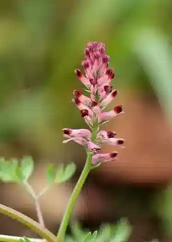 نبات الشاهترج officinalis subsp. officinalis في بيئته الطبيعية
