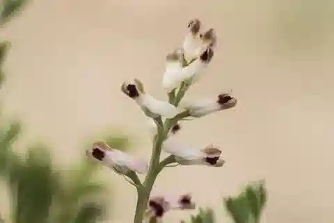نبات الشاهترج parviflora var. parviflora في بيئته الطبيعية