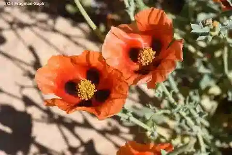نبات الخشخاش القرني arabicum في بيئته الطبيعية
