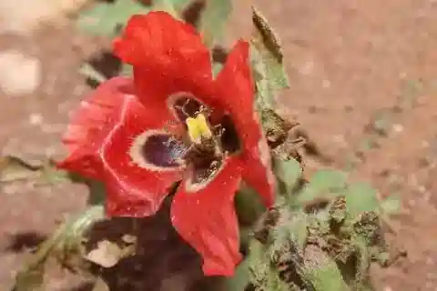 نبات الخشخاش القرني corniculatum في بيئته الطبيعية