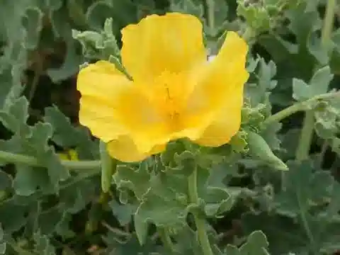 نبات الخشخاش القرني flavum في بيئته الطبيعية
