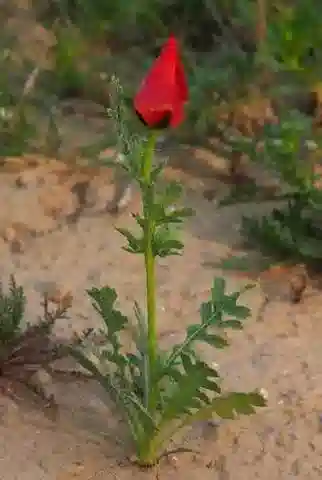 نبات الخشخاش القرني grandiflorum subsp. grandiflorum في بيئته الطبيعية