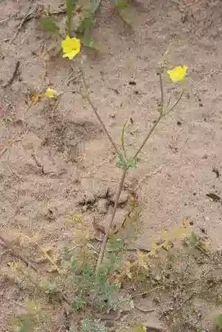 نبات الهيبيكوم aegyptiacum في بيئته الطبيعية