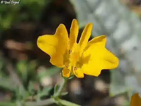 نبات الهيبيكوم dimidiatum في بيئته الطبيعية