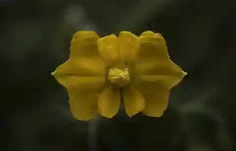 نبات الهيبيكوم imberbe في بيئته الطبيعية