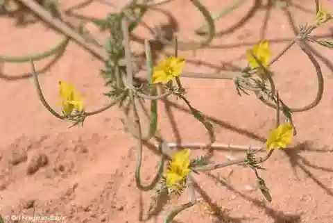 نبات الهيبيكوم littorale في بيئته الطبيعية