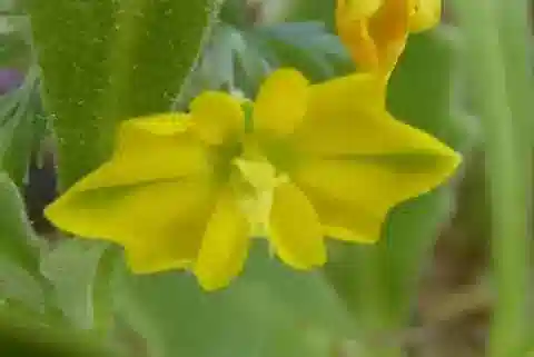 نبات الهيبيكوم procumbens subsp. procumbens في بيئته الطبيعية