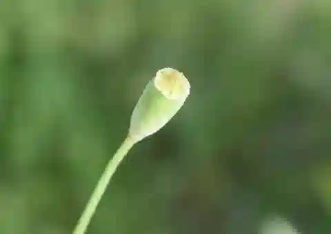 نبات الخشخاش dubium subsp. dubium في بيئته الطبيعية