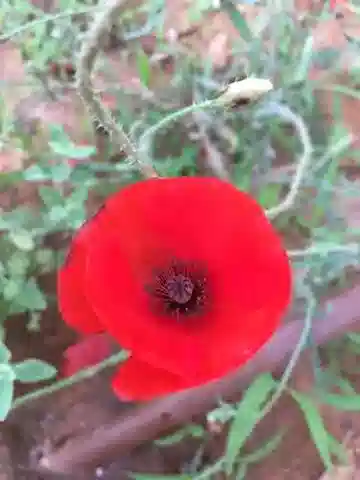 نبات الخشخاش humile subsp. humile في بيئته الطبيعية