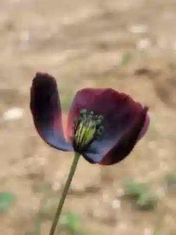 نبات الخشخاش macrostomum var. macrostomum في بيئته الطبيعية