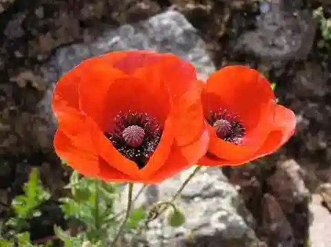نبات الخشخاش rhoeas subsp. rhoeas في بيئته الطبيعية