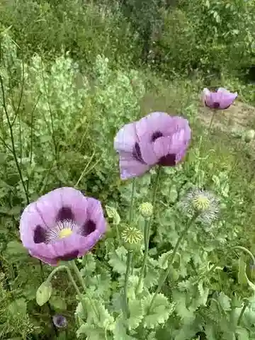 نبات الخشخاش somniferum في بيئته الطبيعية