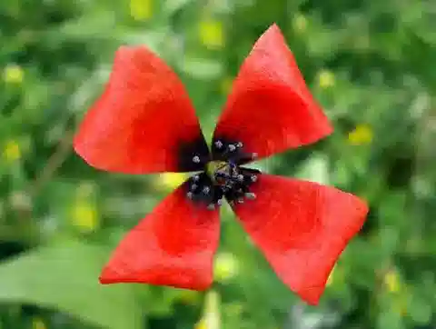 نبات الروميريا argemone في بيئته الطبيعية