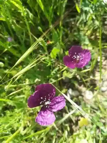 نبات الروميريا hybrida subsp. dodecandra في بيئته الطبيعية