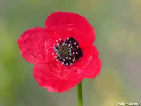 نبات الروميريا sicula في بيئته الطبيعية