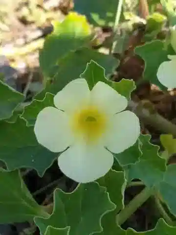 نبات البِداليوم murex في بيئته الطبيعية