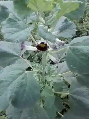نبات الروجيريا adenophylla subsp. adenophylla في بيئته الطبيعية