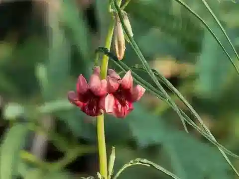 نبات الجلّجلان alatum في بيئته الطبيعية