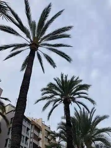 نبات نخيل البلح في بيئته الطبيعية