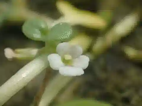 نبات الپِبليديوم البحري في بيئته الطبيعية