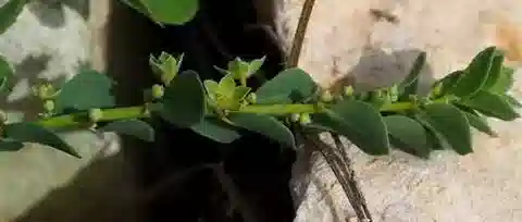 نبات Andrachne telephioides في بيئته الطبيعية